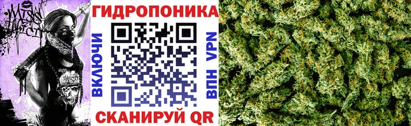 Шишки марихуана марихуана  Можга 