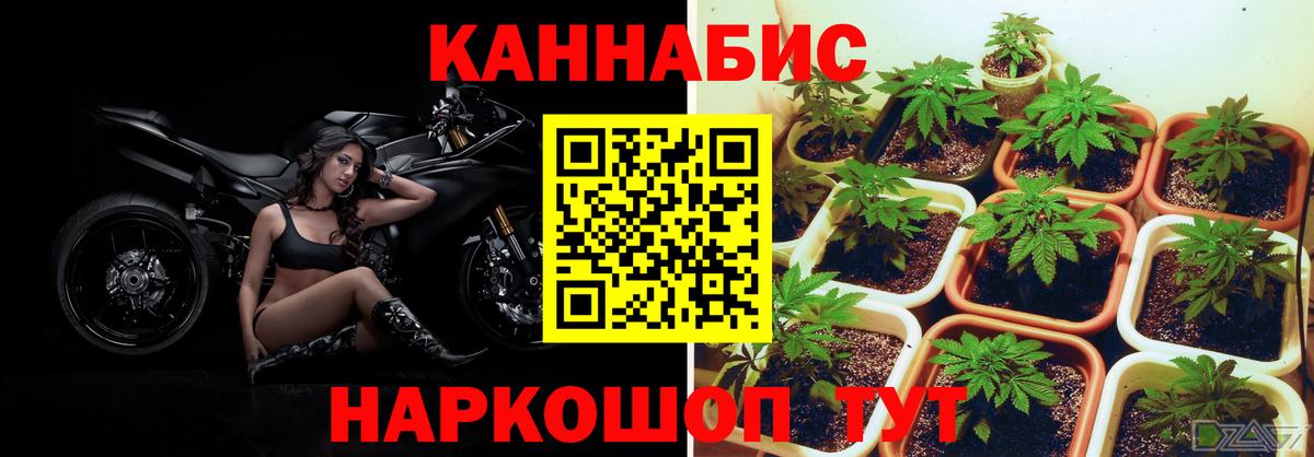 Канабис Ganja Можга